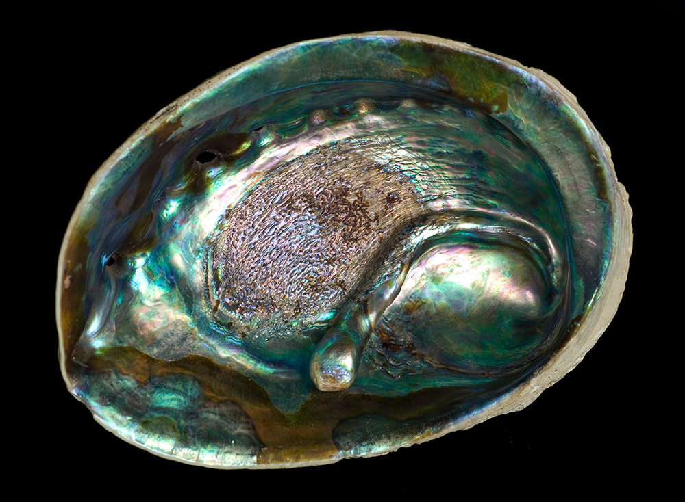Abalone pearl